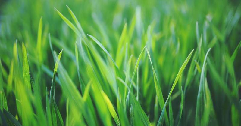 Need a Greener Lawn?