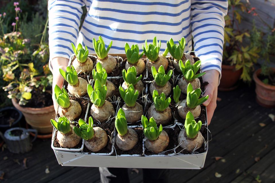 Plant Spring Flowering Bulbs in 9 easy steps